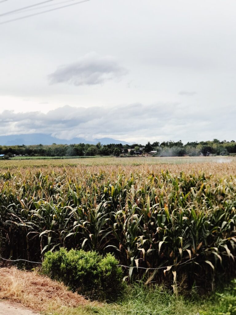 corn field during day